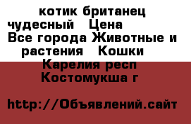 котик британец чудесный › Цена ­ 12 000 - Все города Животные и растения » Кошки   . Карелия респ.,Костомукша г.